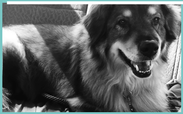 Black and white picture of Fozzie, a happy rescue dog